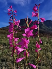 Watsonia borbonica
