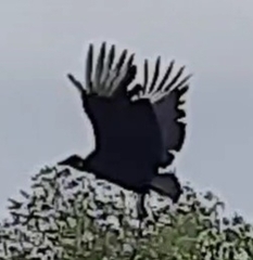 Coragyps atratus