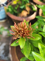 Ixora coccinea