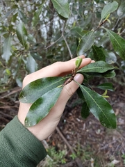 Pittosporum colensoi
