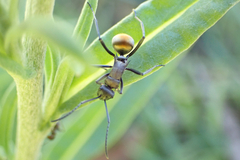 Polyrhachis ammon