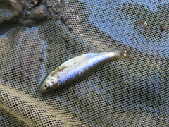 Cyprinella lutrensis