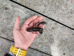 Cherax destructor