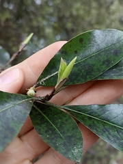 Pittosporum colensoi