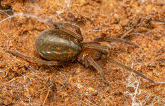 Phyxelididae