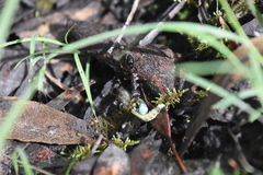 Myrmecia
