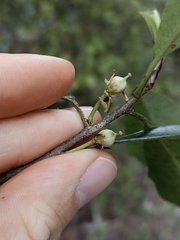 Pittosporum colensoi