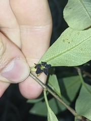 Pittosporum colensoi