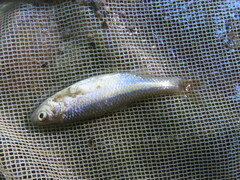 Cyprinella lutrensis