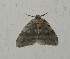 Epirrita dilutata