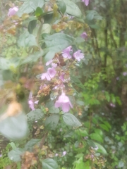 Prostanthera melissifolia