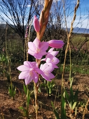 Watsonia marginata