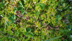 Stellaria pungens