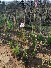 Watsonia marginata