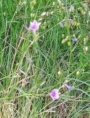 Arthropodium strictum