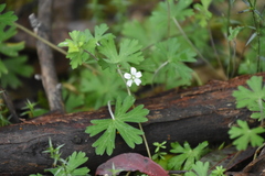 Geranium potentilloides