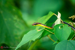 Dendrelaphis kopsteini