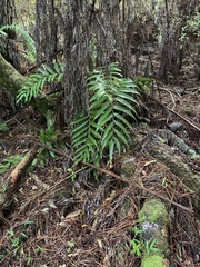 Asplenium oblongifolium