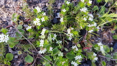 Asperula conferta