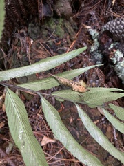 Asplenium oblongifolium