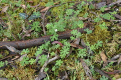 Geranium potentilloides