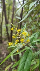 Corokia buddleioides