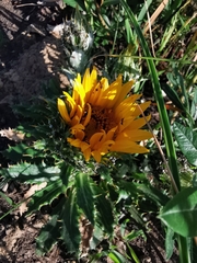 Berkheya armata