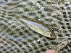 Cyprinella lutrensis