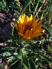 Berkheya armata