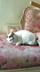 Felis catus
