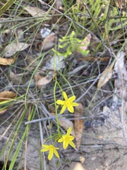 Tricoryne simplex