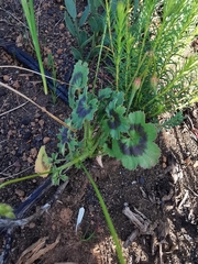 Pelargonium elongatum