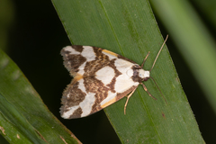 Thallarcha staurocola