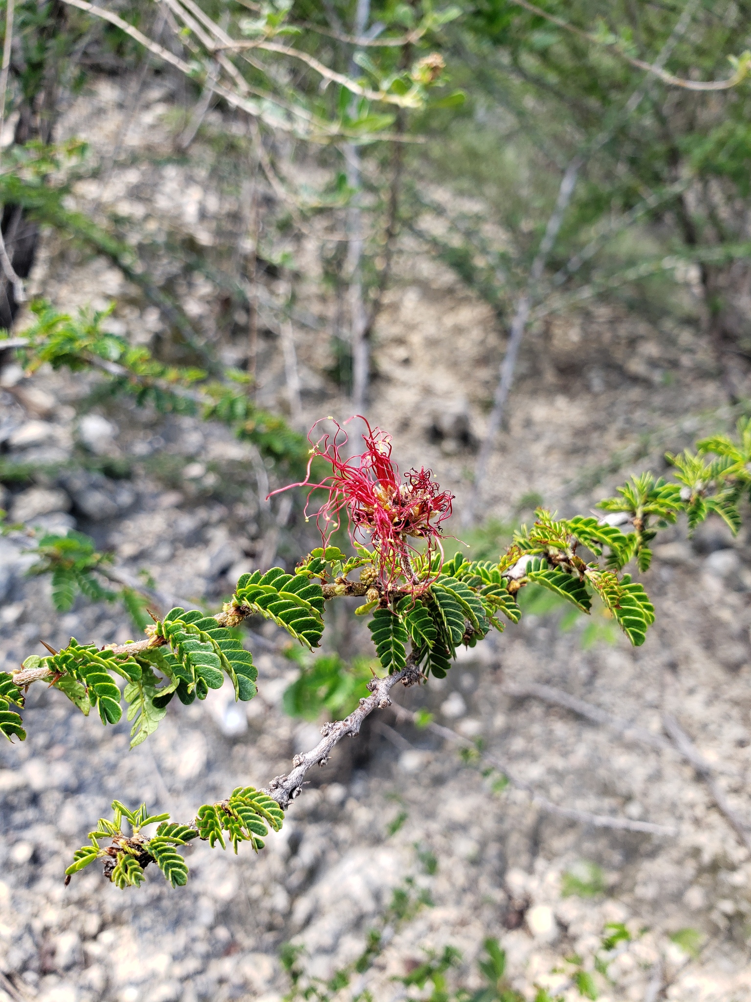 Calliandra haematomma var. locoensis