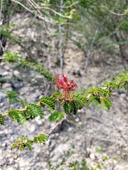 Calliandra haematomma