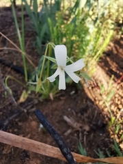 Pelargonium elongatum