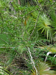 Calliandra haematomma