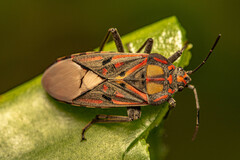 Spilostethus pandurus elegans