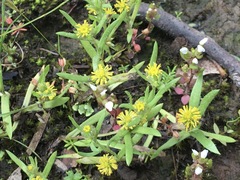 Triptilodiscus pygmaeus