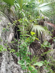 Calliandra haematomma