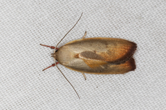 Ptyoptila matutinella