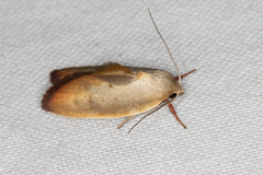 Ptyoptila matutinella