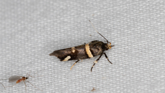 Macrobathra alternatella