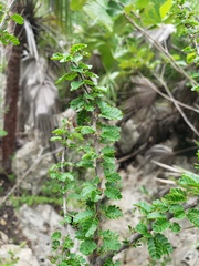Calliandra haematomma
