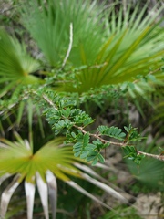 Calliandra haematomma