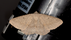 Isturgia penthearia