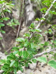 Calliandra haematomma