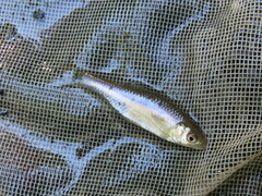 Cyprinella lutrensis