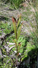 Acacia longissima