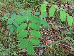 Indigofera australis australis